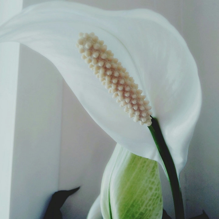 white calla