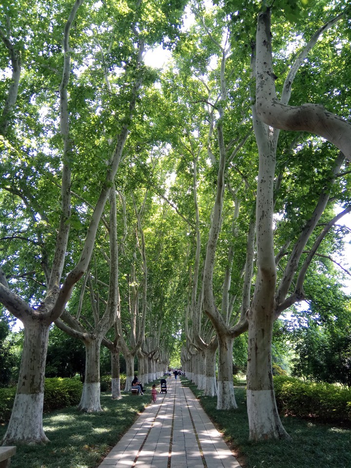 南京梧桐林