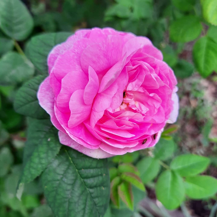 roses