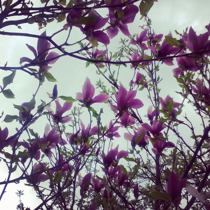 magnolia