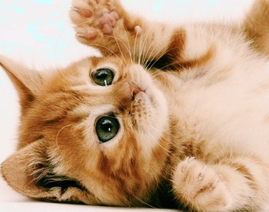 고양이