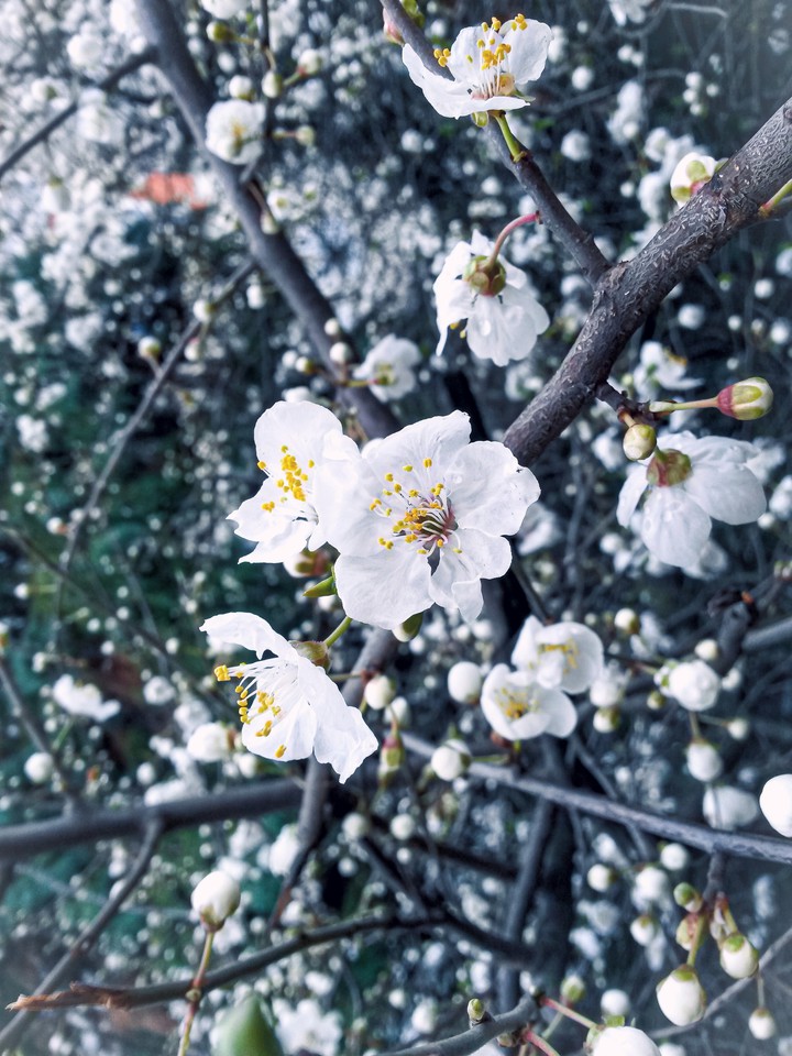 spring