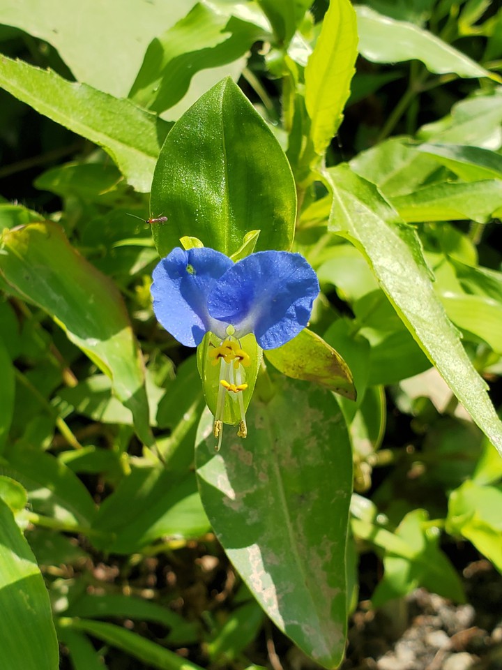 Asiatic Dayflower