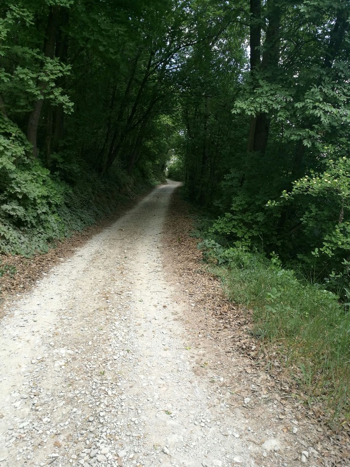 in the forest