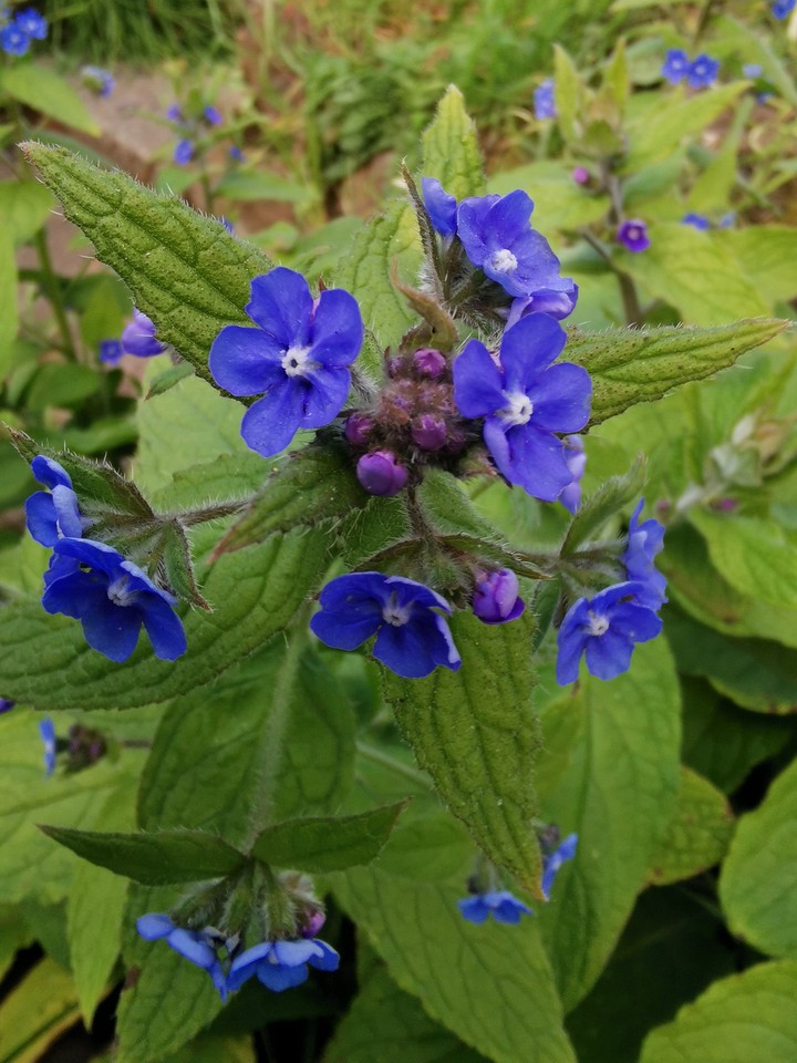 Spring flowers
