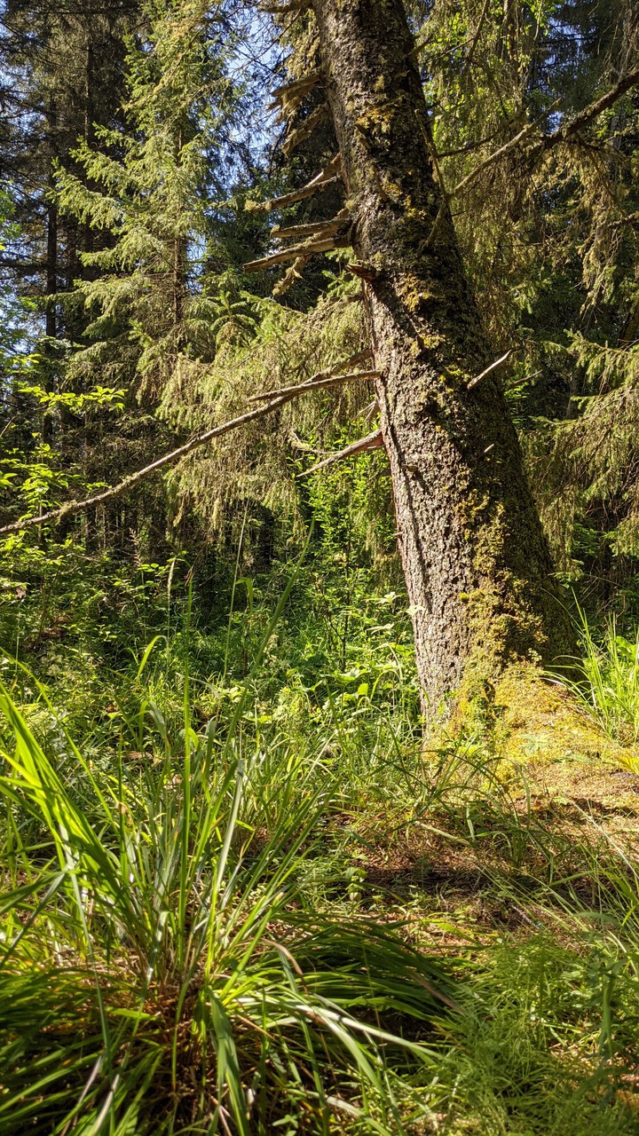 fantastic forest