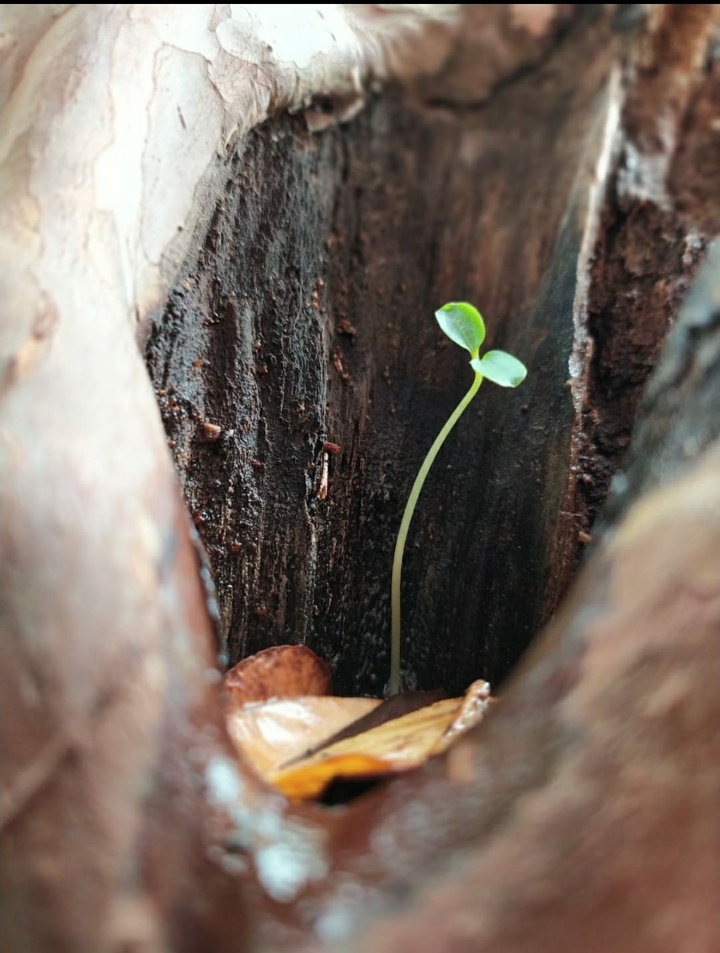 Hope