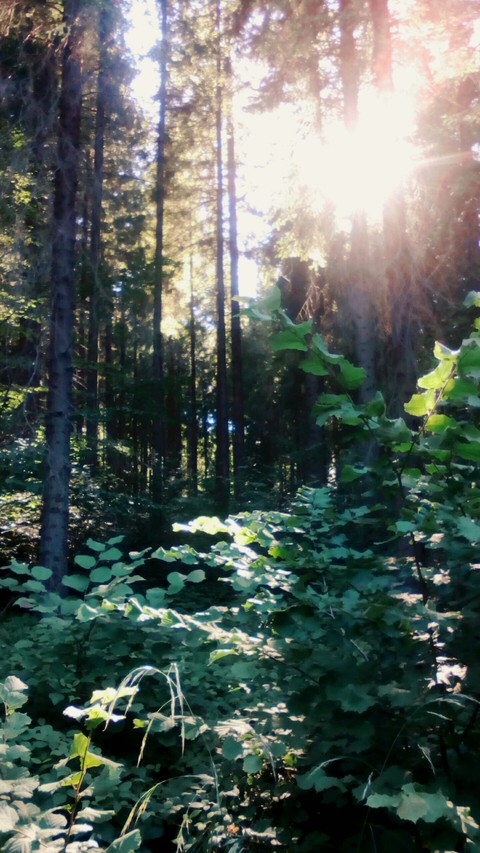 обои wilderness, woodland