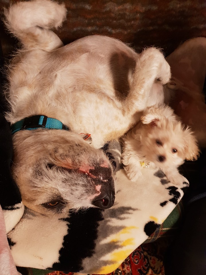 Wally & Bear