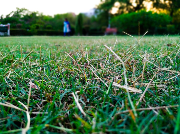 Grass