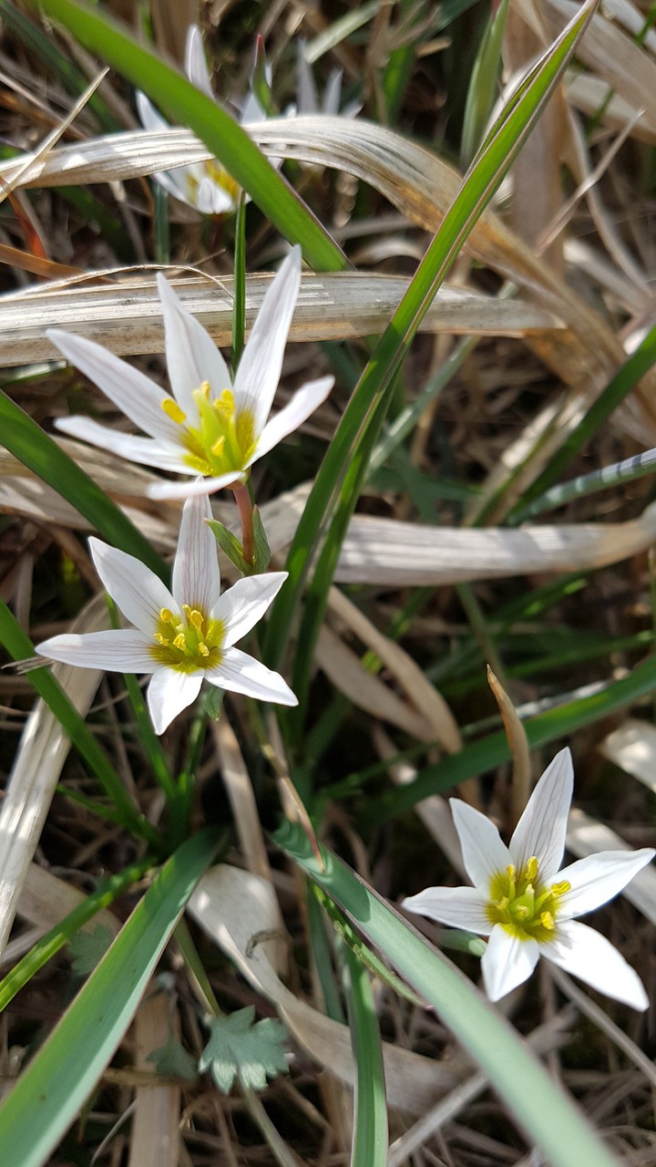 산자고