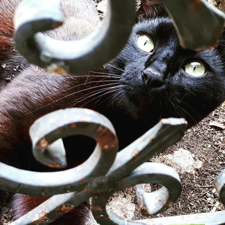 gatto