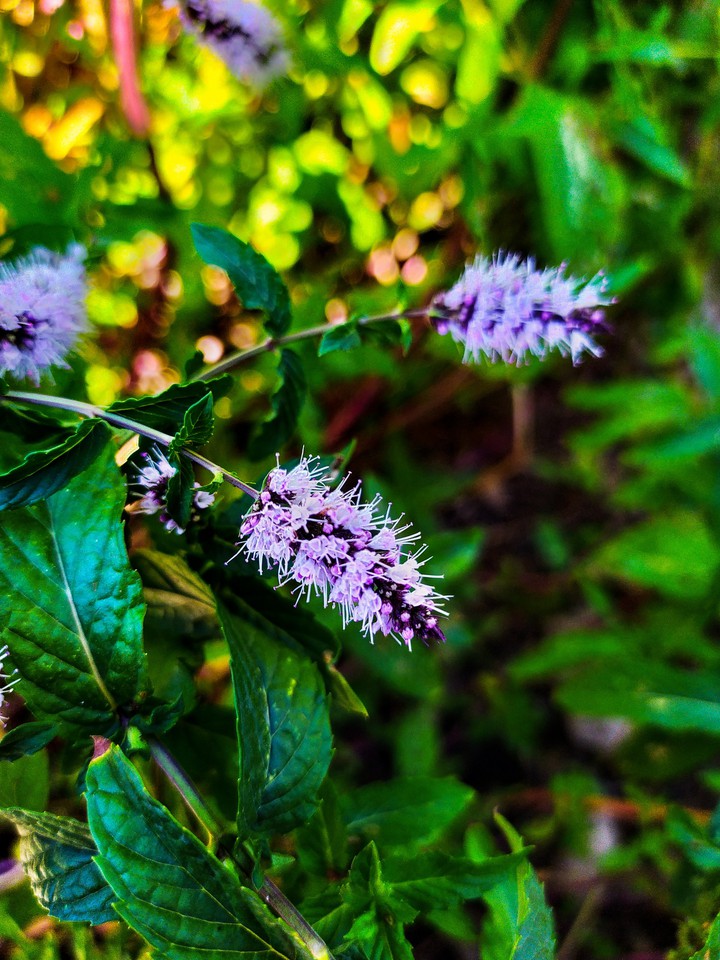 blossoming mint