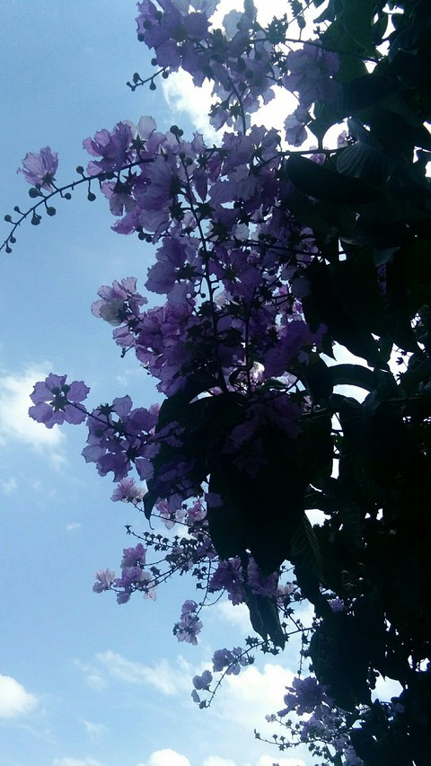 蓝天，白云，花朵