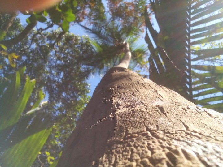 Sun-kissed Coconut Tree