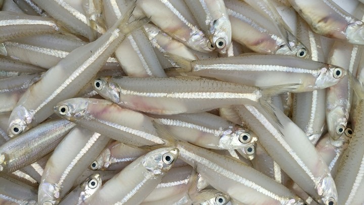 fish