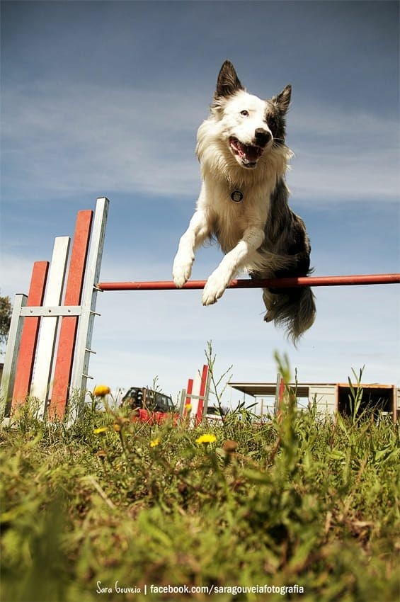 The Border Collie Because There Is No Better Dog