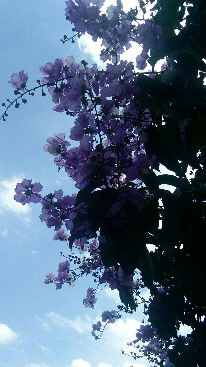 蓝天，白云，花朵