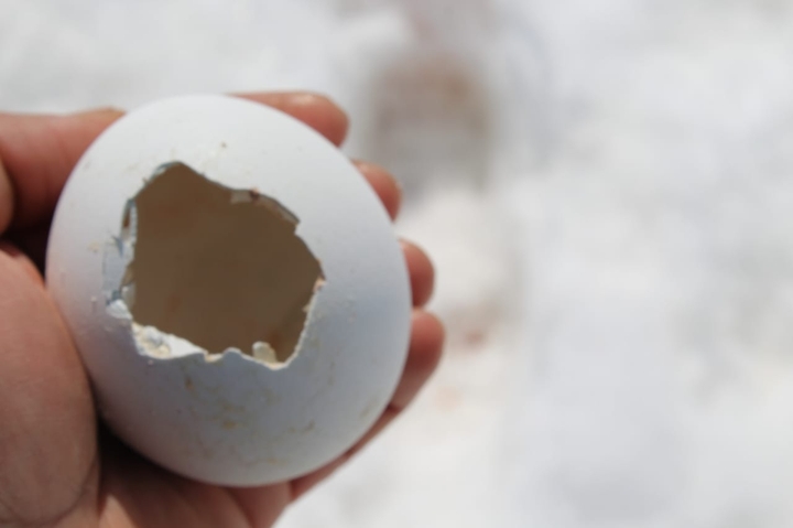 egg shell