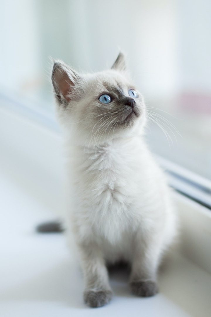 나의 고양이♡
