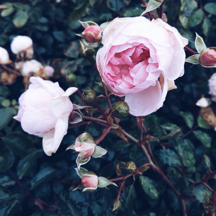 true roses
