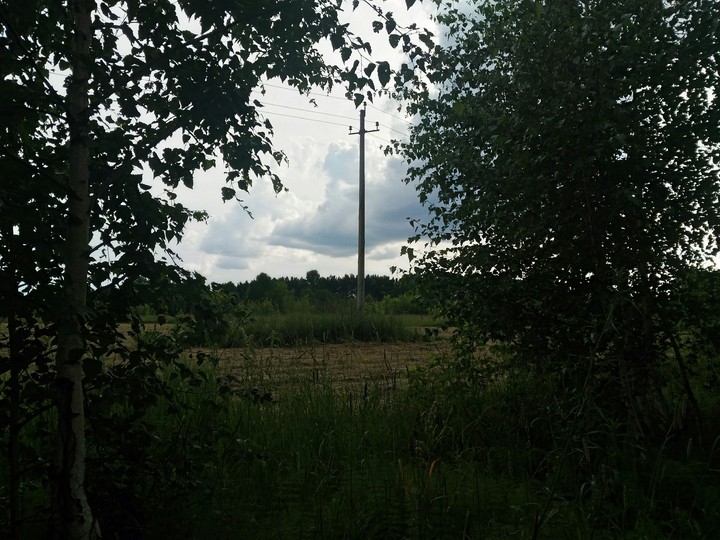 Grassland