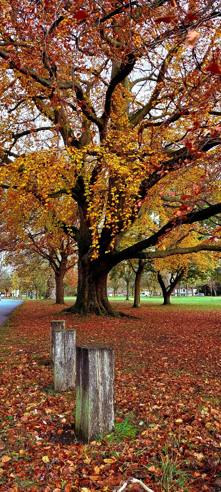colourful tree