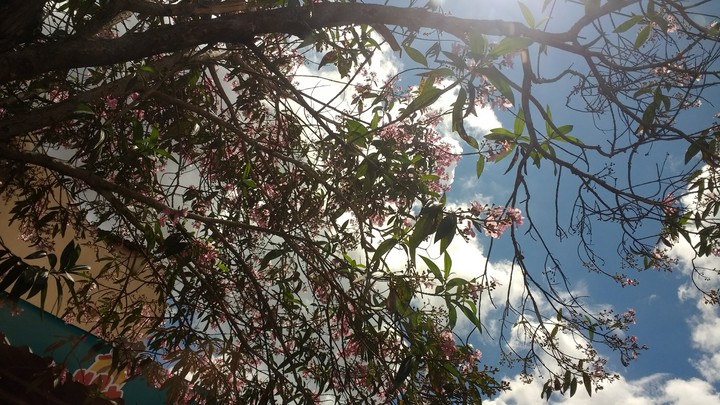 Flowery sky