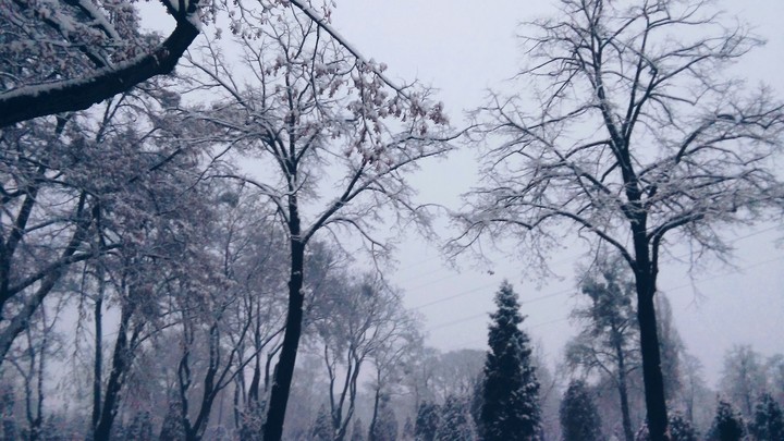 Winter trees