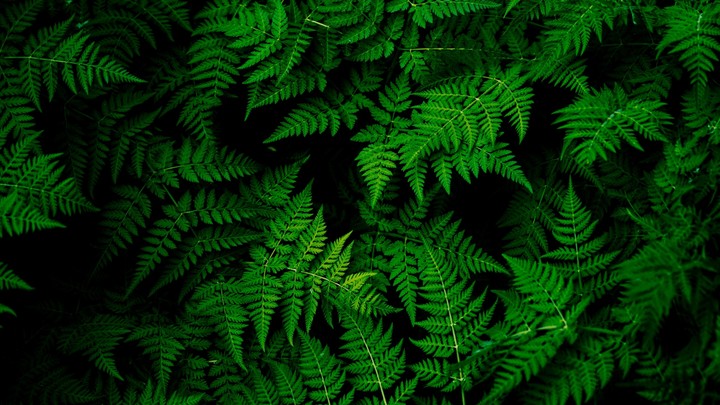 leaves