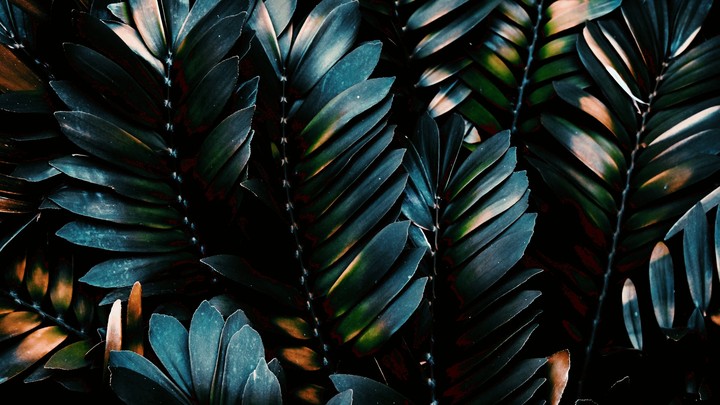 Palm