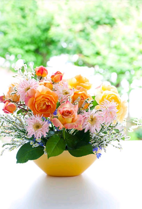 houseplant, flowerpot Hintergrundbilder