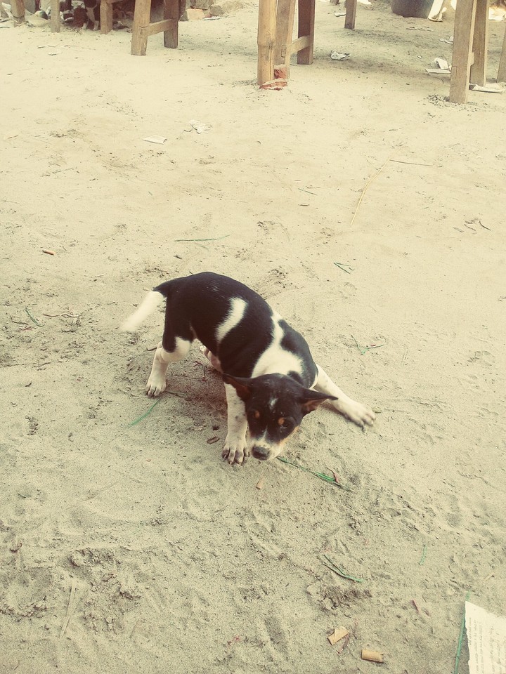 dog