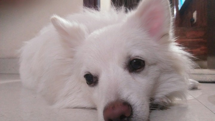 pamelian dog
