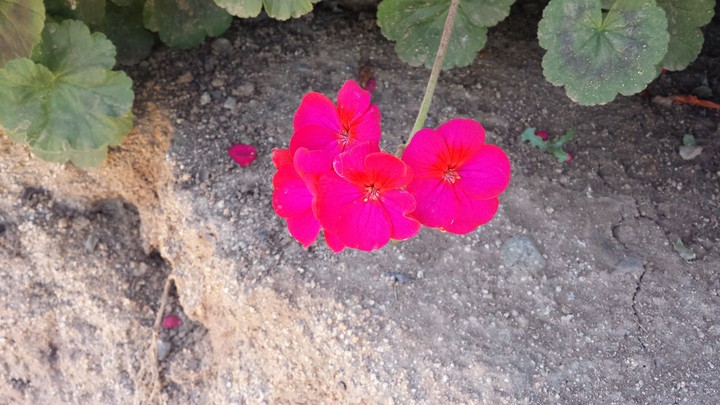 flower beauty