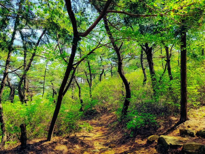 숲길