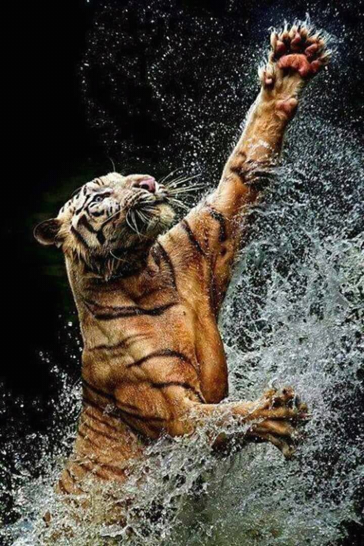 lion