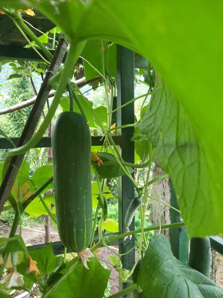 Cucumber