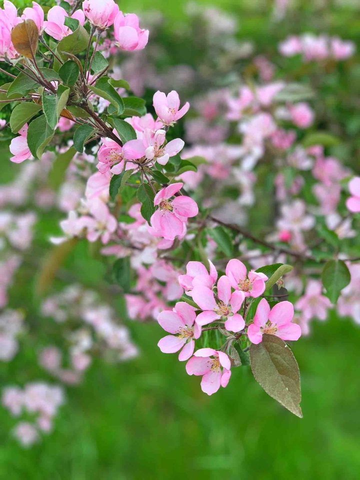 spring