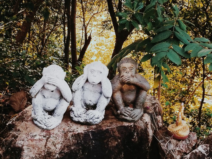 monkeys