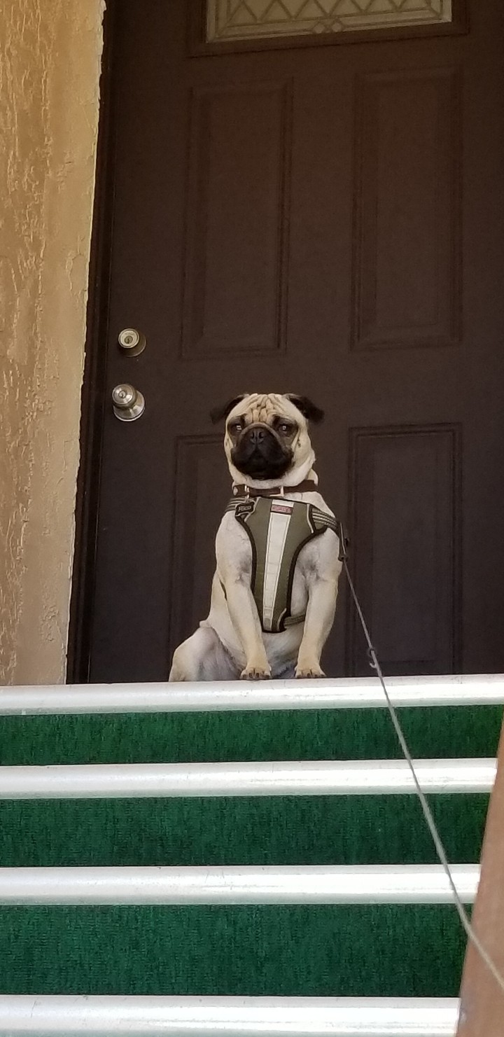 rico pug