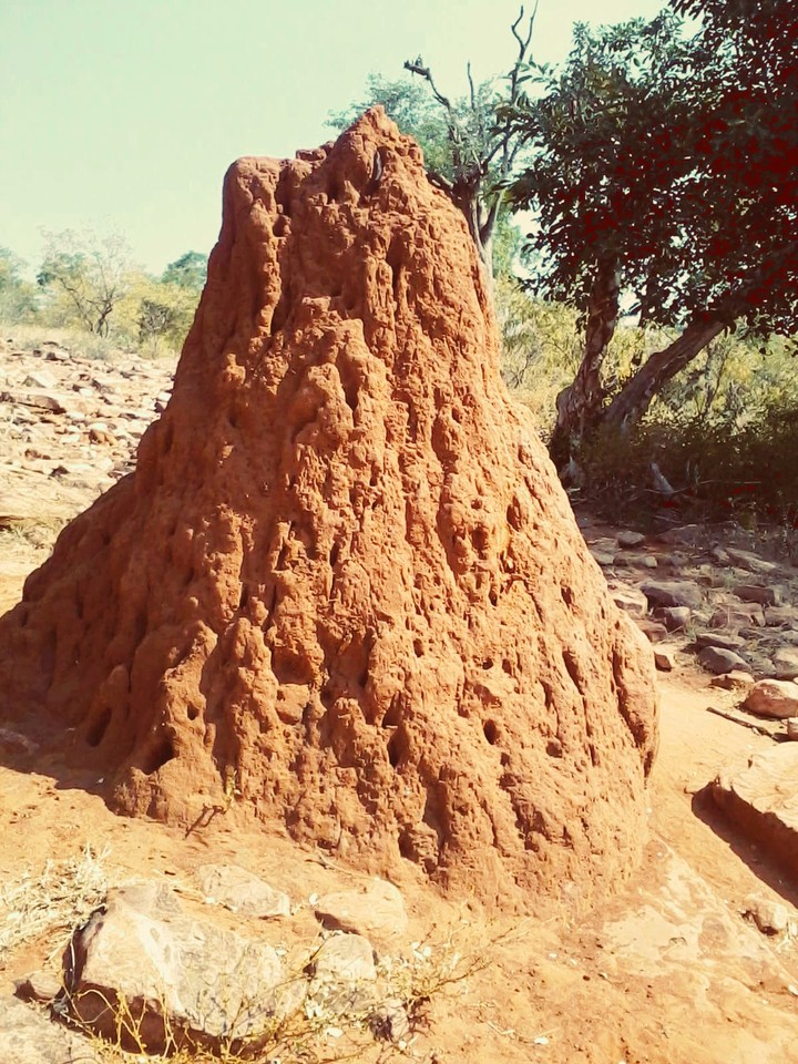 ant house