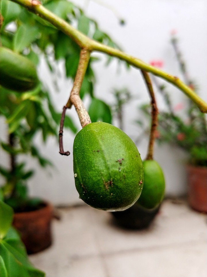 Sour fruit