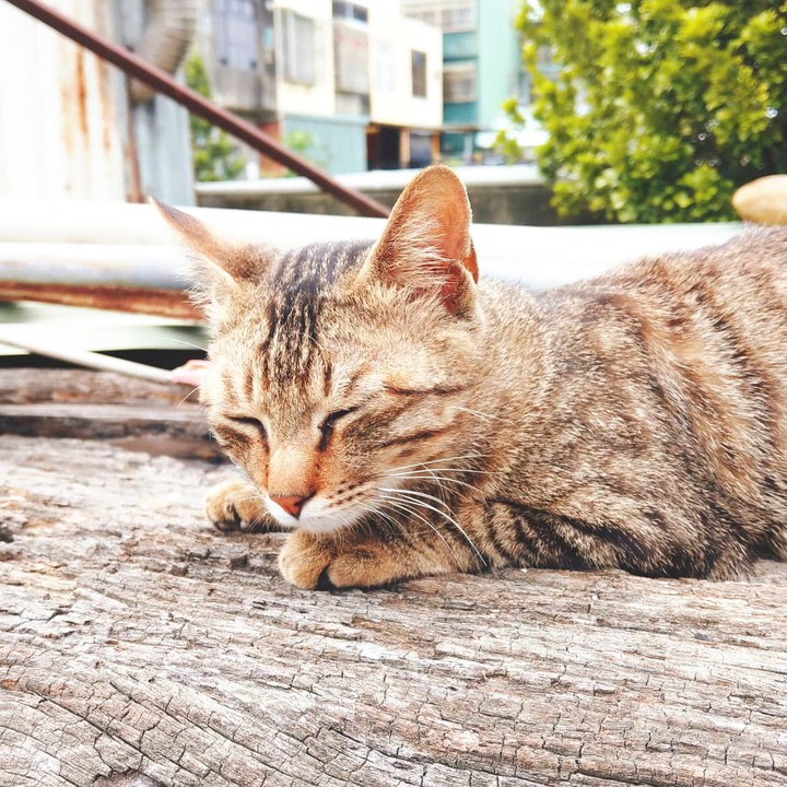 Lovely Kitten!