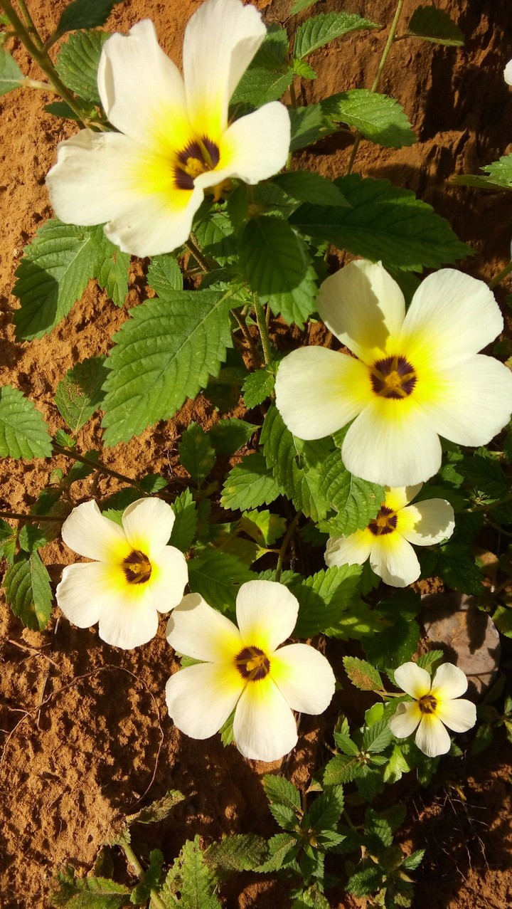 Flores