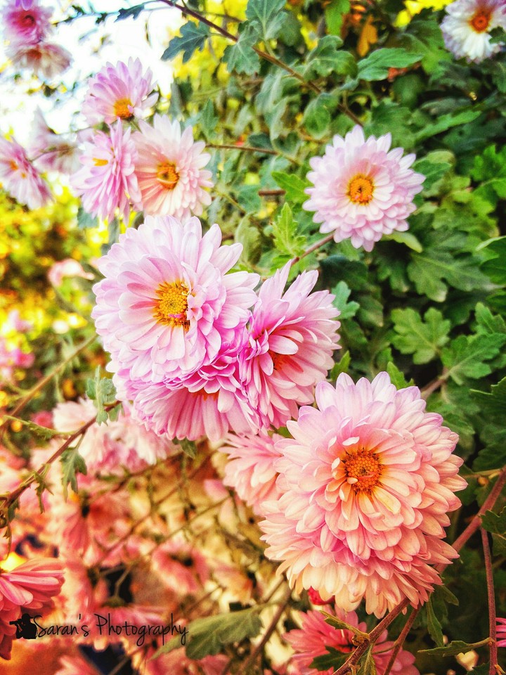 cute flower