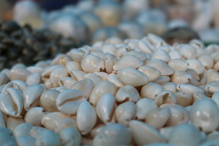shells