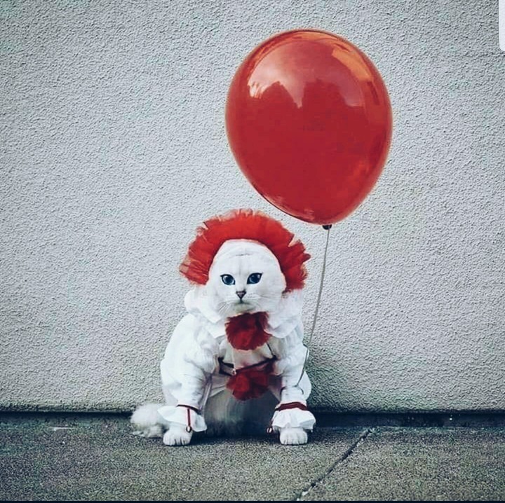 IT-cat