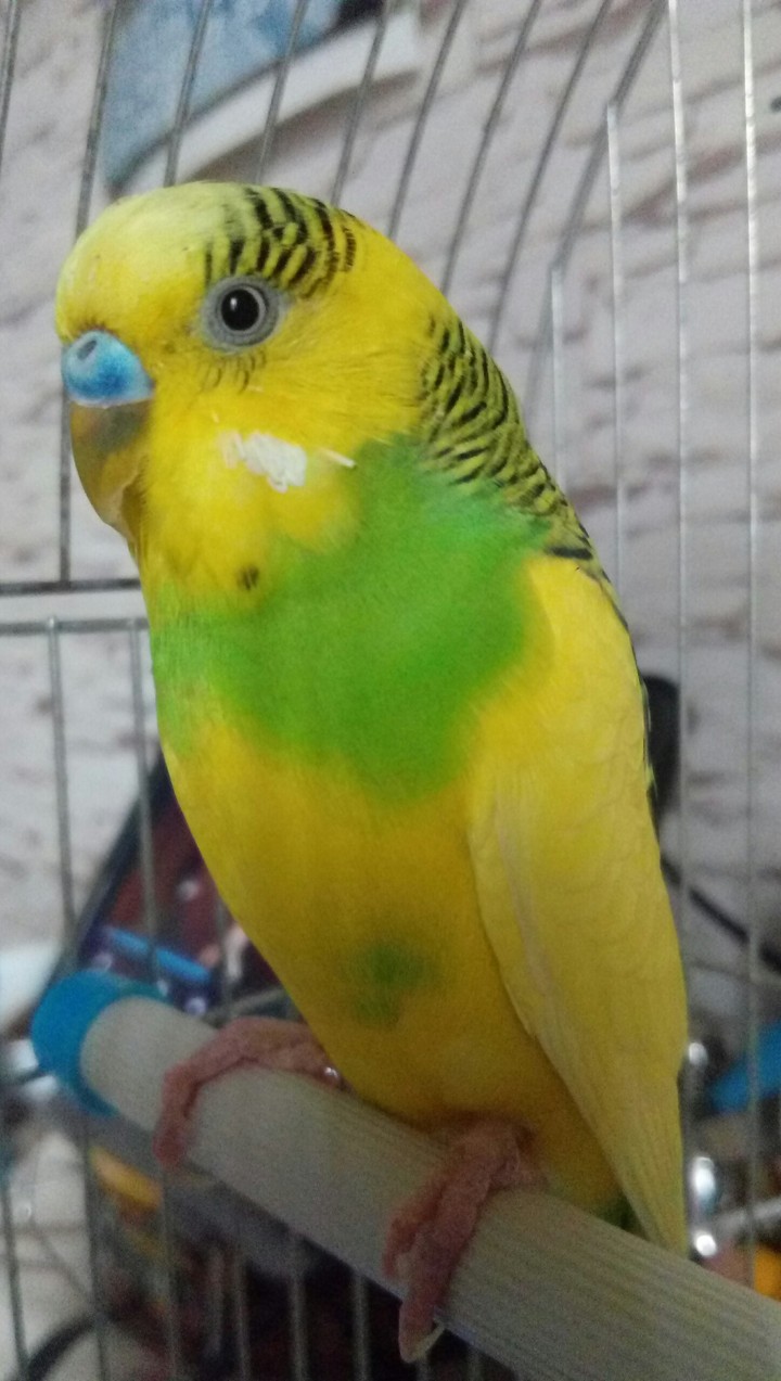Khesha