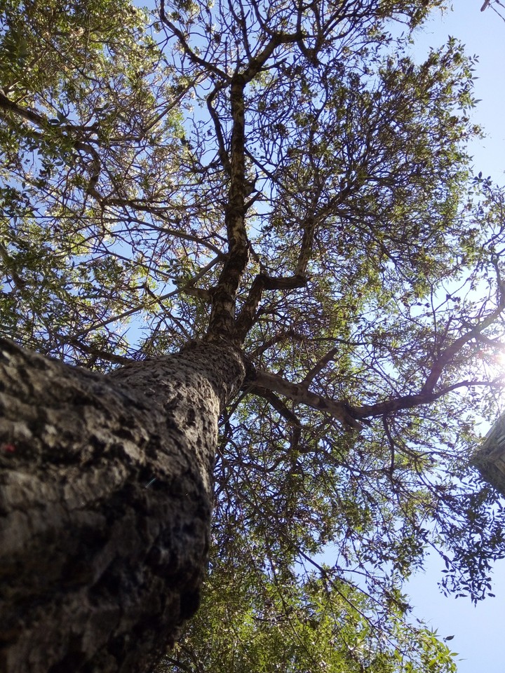 Trees <3